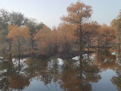 -金塔沙漠胡杨林景区