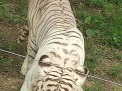 -秦皇岛野生动物园