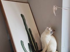 -吉丁鸟咖·异宠·寄养