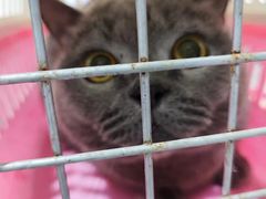 -四月宠物医院·猫专科·心脏专科·内科(转塘店)