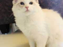 -猫咪咖啡店(新城大街店)