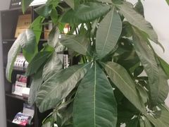 -菠萝国际教育专注Alevel·IGCSE·IB·AP·托福雅思培训辅导(静安校区)