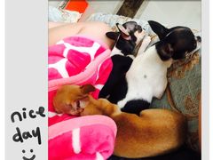 -爸爸糖吐司面包(南京奥体店)