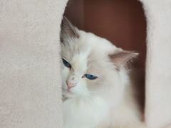 -猫咪派对(江南西店)