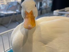 -怪兽屋·羊驼·猫咖·狗咖(俊华广场店)