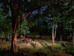 -清迈夜间动物园
