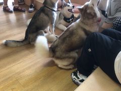 -Husky Go! 哈士奇体验馆·宠物咖啡厅狗咖