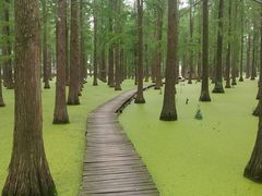 -渌洋湖湿地公园