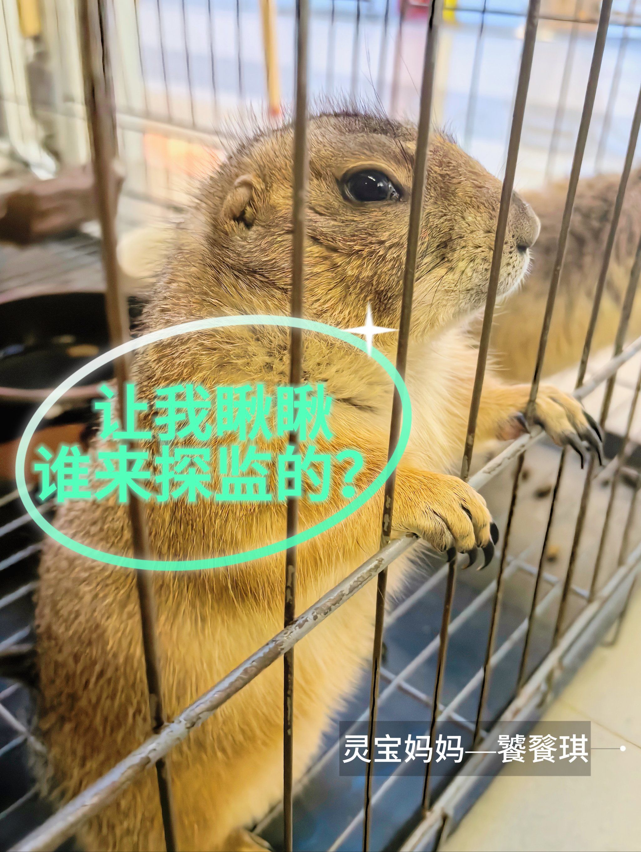 这大板牙磕菜的速度是真快😂土拨鼠真不是盖的