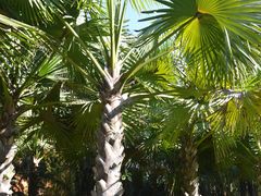 -中国科学院西双版纳热带植物园