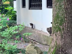 -上海醉白池公园