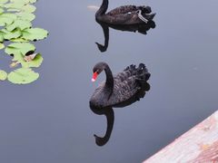 -微山湖红荷湿地景区
