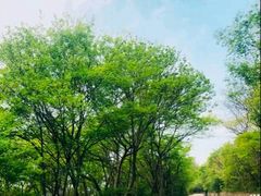 -紫金山山顶公园