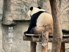 -上海野生动物园