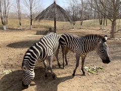 -北京野生动物园