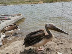 -新疆天山野生动物园