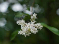 -西湖风景区-江洋畈生态公园