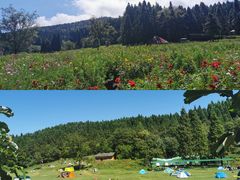 -武陵山森林公园