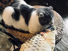 -猫猫幼稚园·撸猫·桌游·电玩