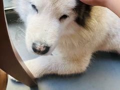 -红糖商店复古咖啡酒馆