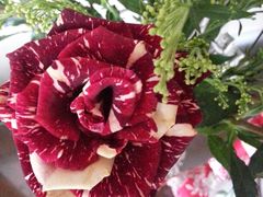 -双季花艺园艺市场(浦东店)