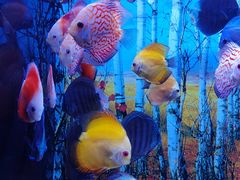 -华夏文旅海洋公园