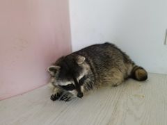 -浣熊柯尔鸭土拨鼠·电玩咖