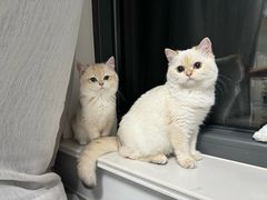 -东方名猫馆·英短金渐层布偶猫舍(环线广场1号楼店)