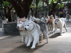 -TrueLove @ Neverland (Husky Cafe)