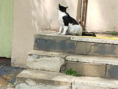 -宠爱国际动物医院· 猫科· 外科·中兽医(长白店)