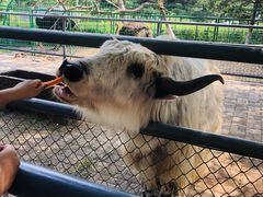 -长白岛森林公园