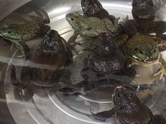 -粤凤佬