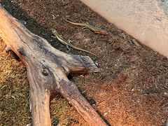 -上海大自然野生昆虫馆(东方明珠·爬宠昆虫探索中心)