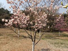 -北京西山国家森林公园