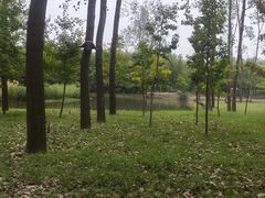 -合肥滨湖国家森林公园