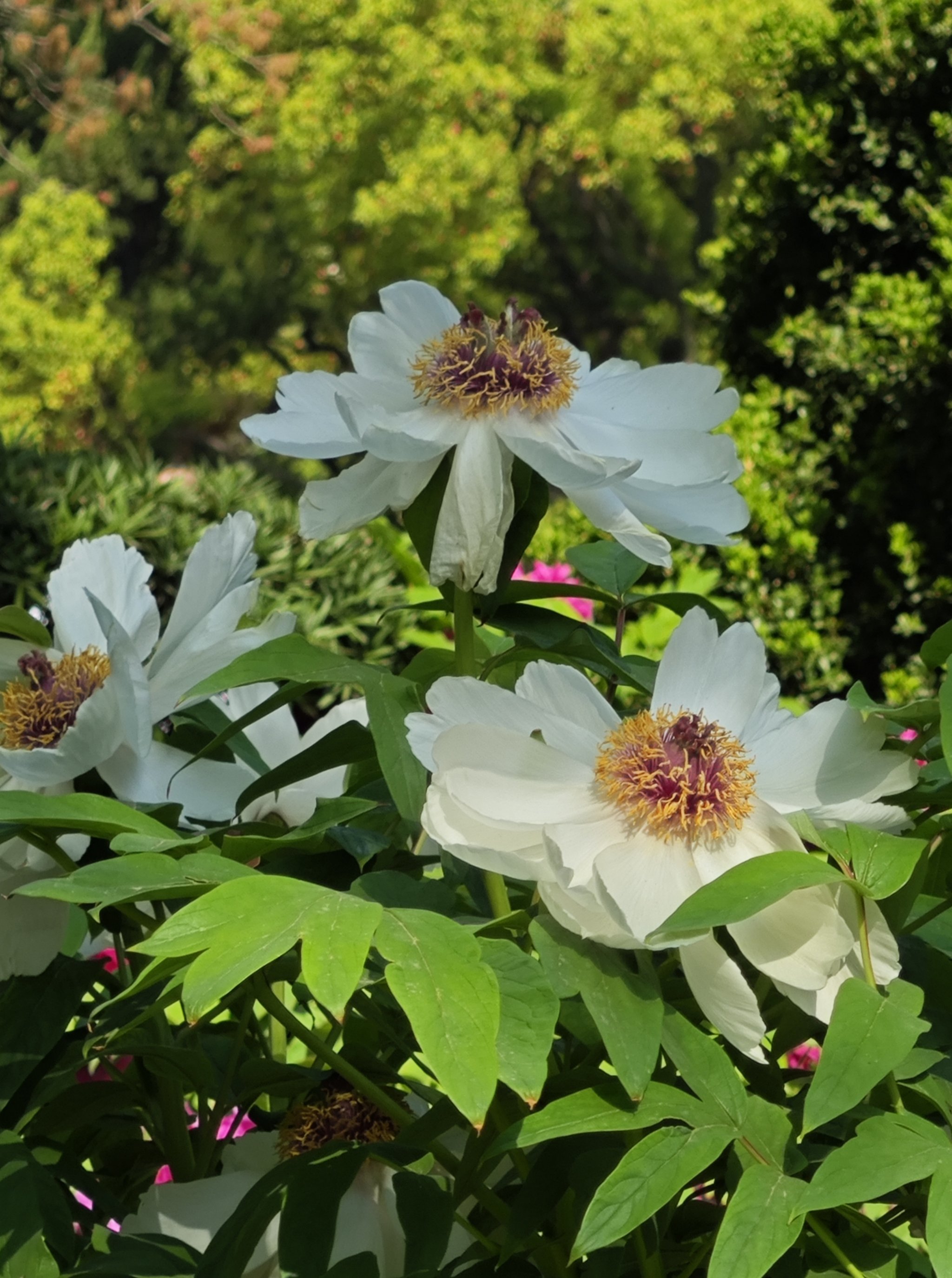 8实拍,漕溪公园牡丹已进入盛花期