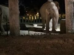 -清迈夜间动物园