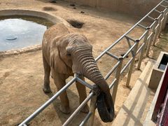 -西霞口神雕山野生动物世界