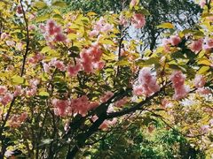 -长白岛森林公园