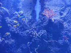 -芜湖新华联大白鲸海洋公园