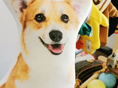 -高·尚领域