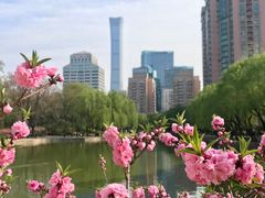 -团结湖公园