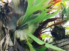 -国家植物园南园