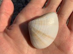 -西涌国际滨海旅游区