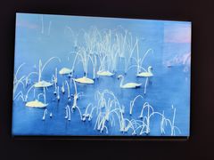 -罗红摄影艺术馆