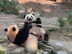 -都江堰中华大熊猫苑