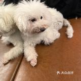 咖啡馆里的音乐小调