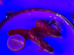 -北京三里屯CHAO酒店