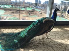 -昆明大悦城未来动物城(螺蛳湾中心店)