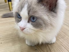 -安格丽娜·狗咖·猫咖羊驼咖(春熙路百盛商场店)